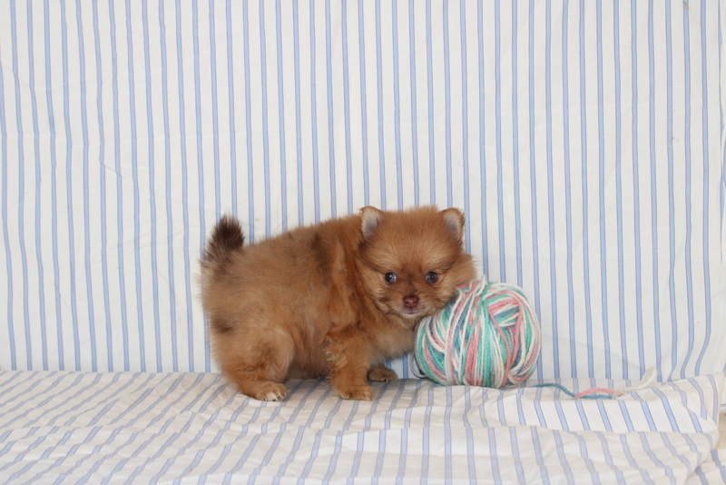puppy, for, sale, Pomeranian, Matthew B. Stoltzfus, dog, breeder, Gap, PA, dog-breeder, puppy-for-sale, forsale, nearby, find, puppyfind, locator, puppylocator, aca